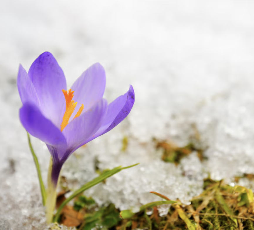 VinsTotalCare's tweet photo. We know everyone’s as excited as we are — and the early bird gets the worm!

Spring and summer projects are filling up fast, so give us a call today before we book out!

#EarlyBird #BookNow #LandscapingSeason #VinsTotalCareLandscaping https://t.co/Y1ZQYL9XVK
