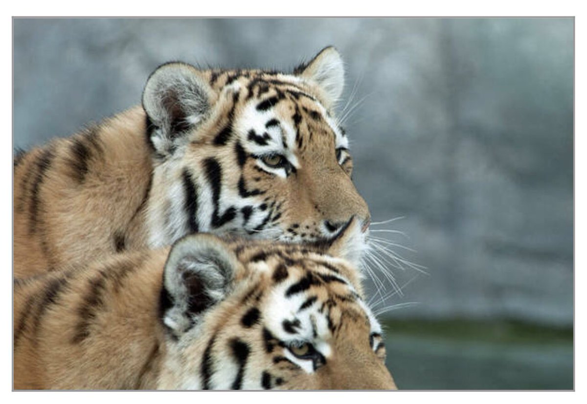 shonna99784's tweet photo. Two Tigers in Close Companionship Toronto Ontario - Art Print https://t.co/eBV5Ut2HBb
#TwoTigers #CloseCompanionship #Toronto #Ontario #ArtPrint #FineArtPrints #WallArt #HomeDecor #ShonnaHawkinsPhotography #BuyIntoArt https://t.co/jQVAyejRik