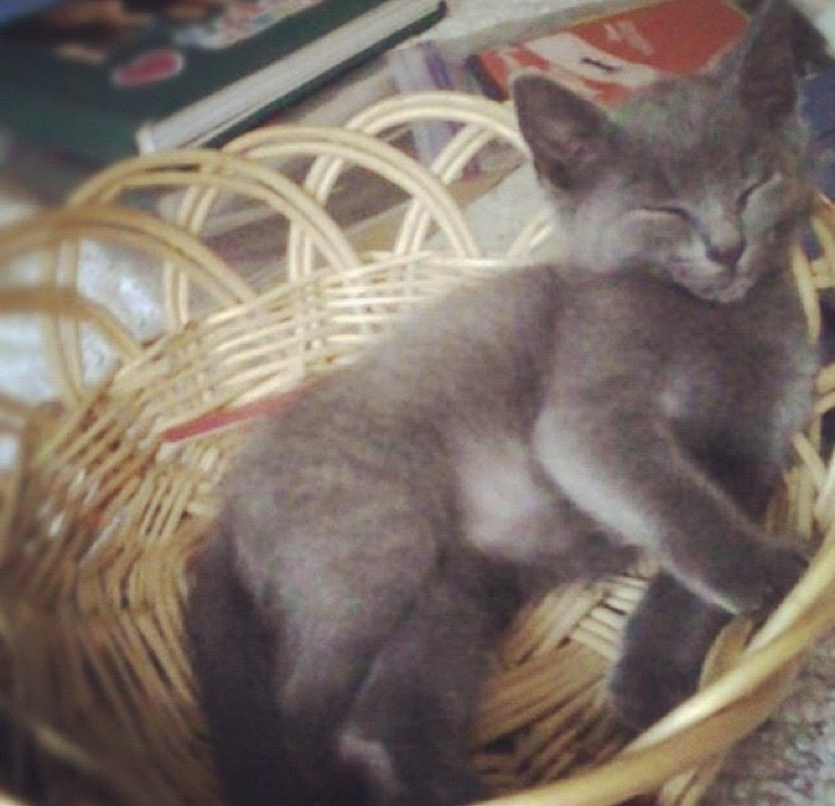 Lil Bit’s Humans tweet media