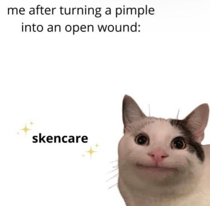 Tweets Of Cats (@tweetsofcats) on Twitter photo 