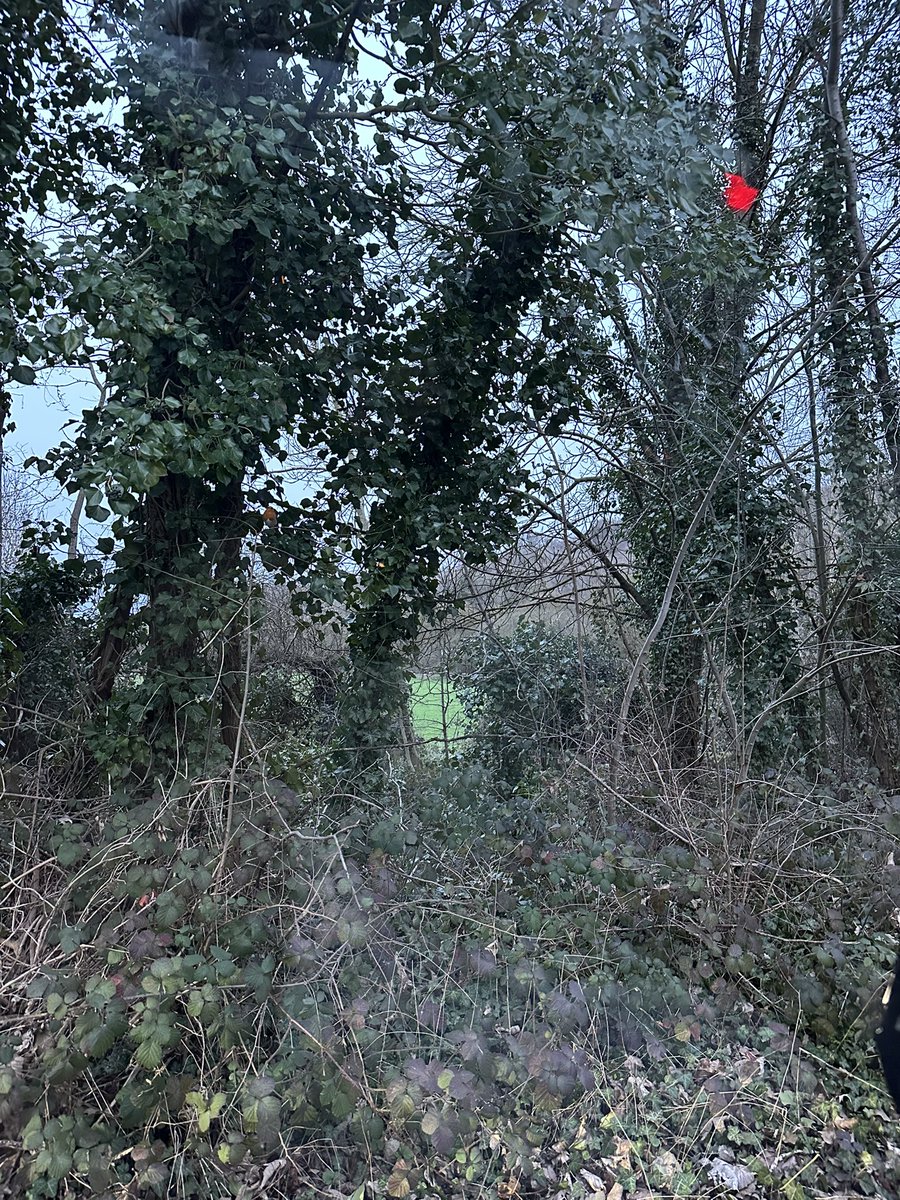 Solberg968's tweet photo. Can you spot the bird? https://t.co/XAxfHoRdPH