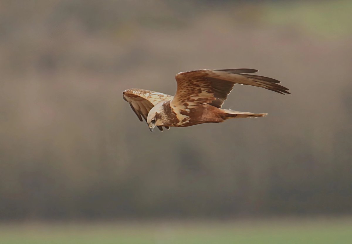 wildlife nick tweet media