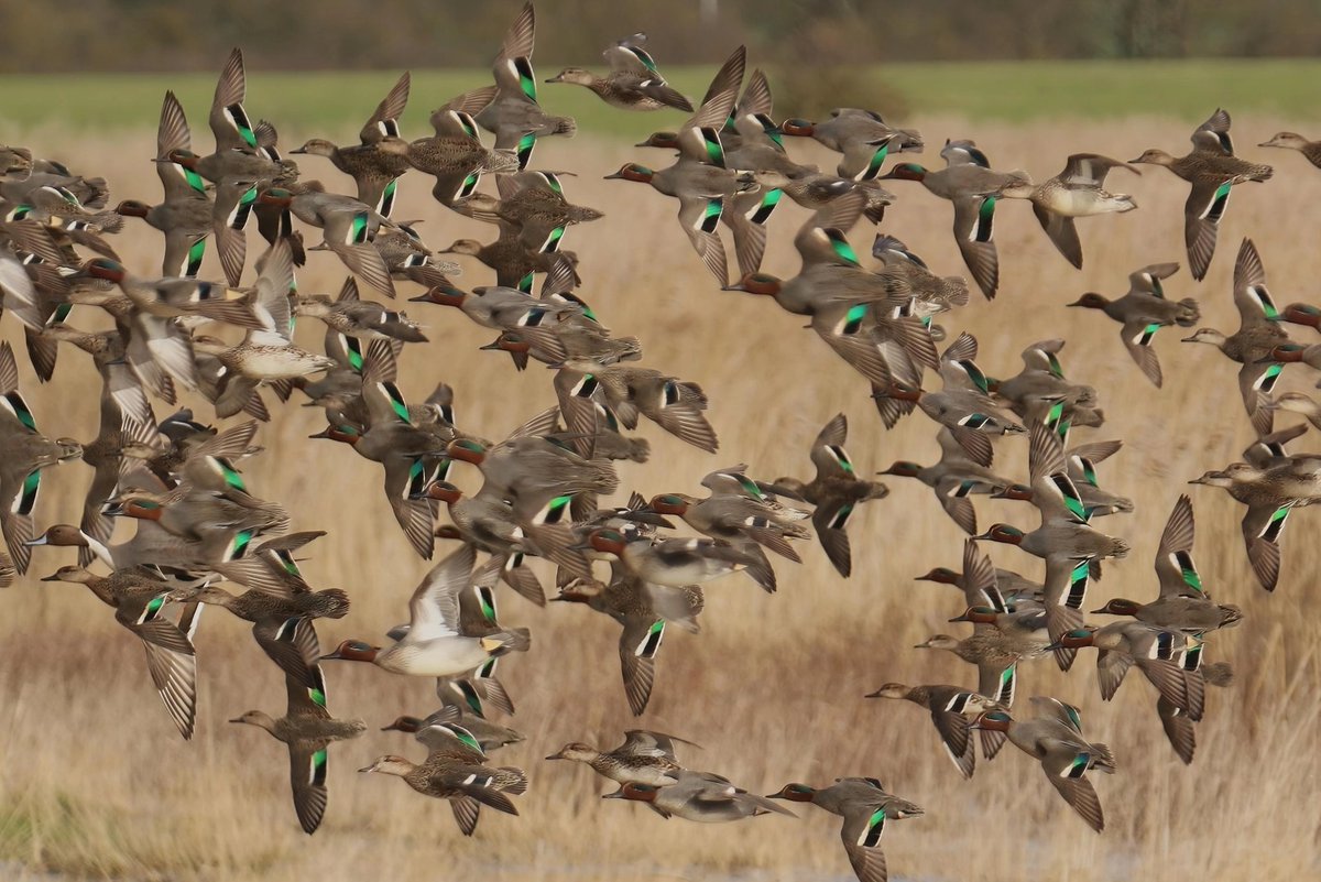 wildlife nick tweet media