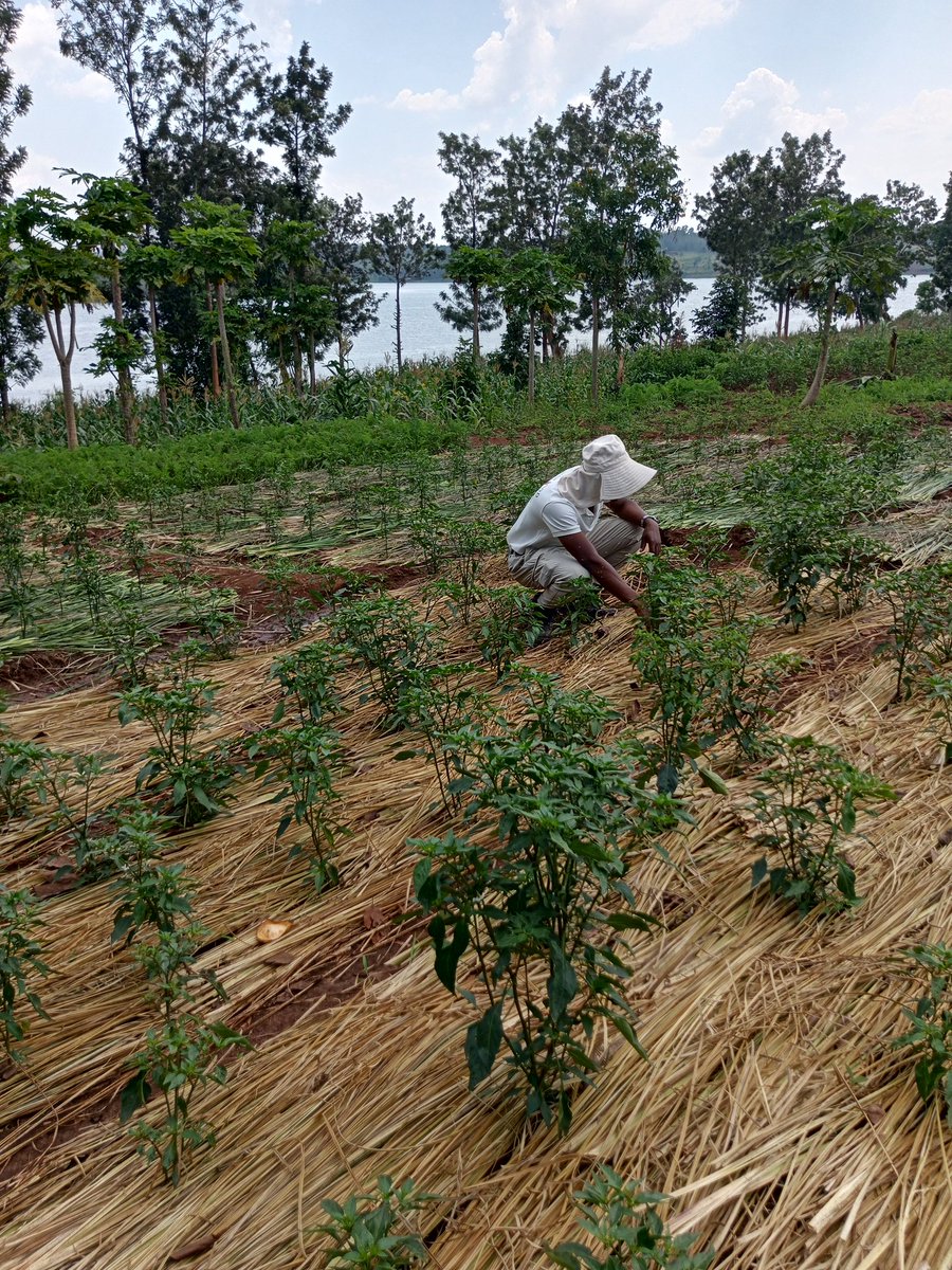 Justin UWIMANA tweet media