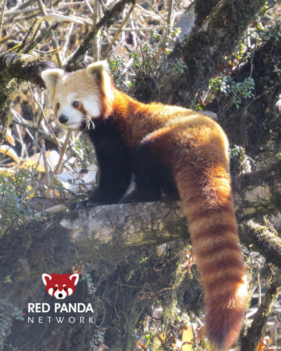 Red Panda Network tweet media