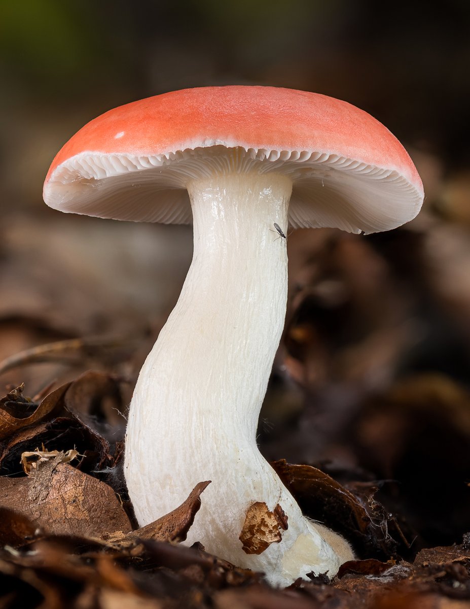 LukesMushrooms's tweet photo. I don't know why such a common species is also so difficult to take pictures of 🍄📸
🌍 Russula sp.
🇬🇧 Russula
🇩🇪 Täubling
🇨🇿 Holubinka
🇸🇰 Plávka
🇵🇱 Gołąbek
#russula #mushroom #photography https://t.co/rfEoAG4UtT
