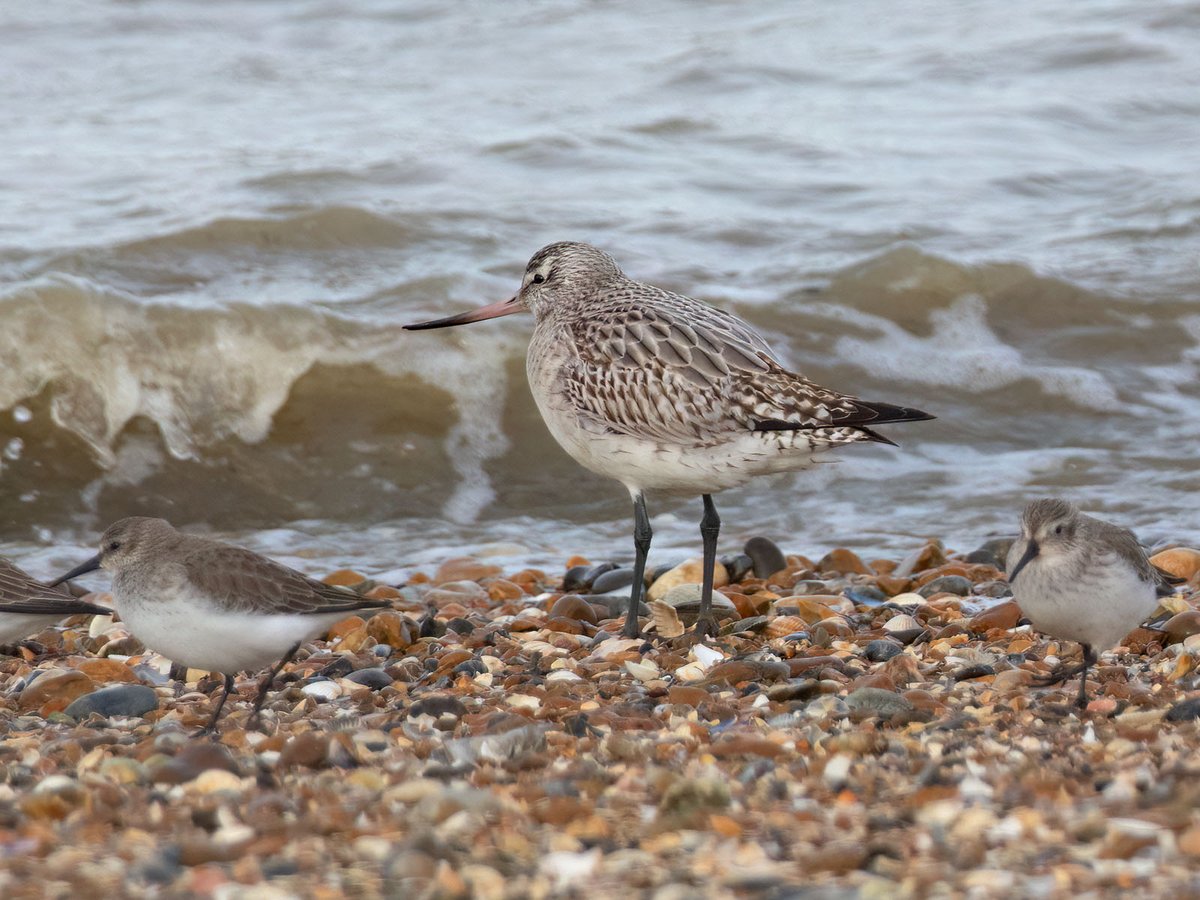 mike_gould6's tweet photo. Sanderling, bar-tailed godwit and curlew at Seasalter. https://t.co/Ax3dHDOV8D