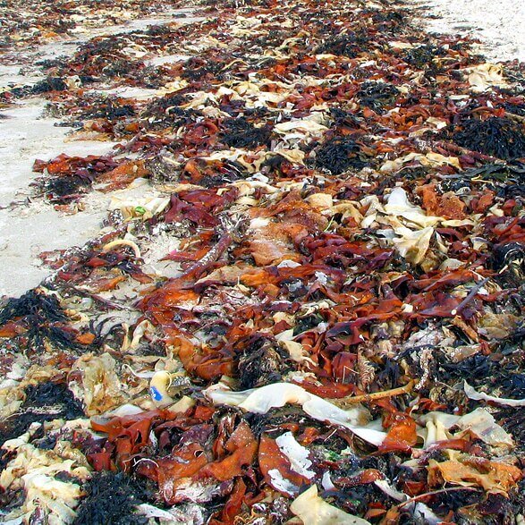TheNatureFund's tweet image. Ocean “Regime Shift” Warning as Seaweed Blooms Surge Worldwide #seaweed #marinehealth

naturalworldfund.org.uk/seaweed-blooms…