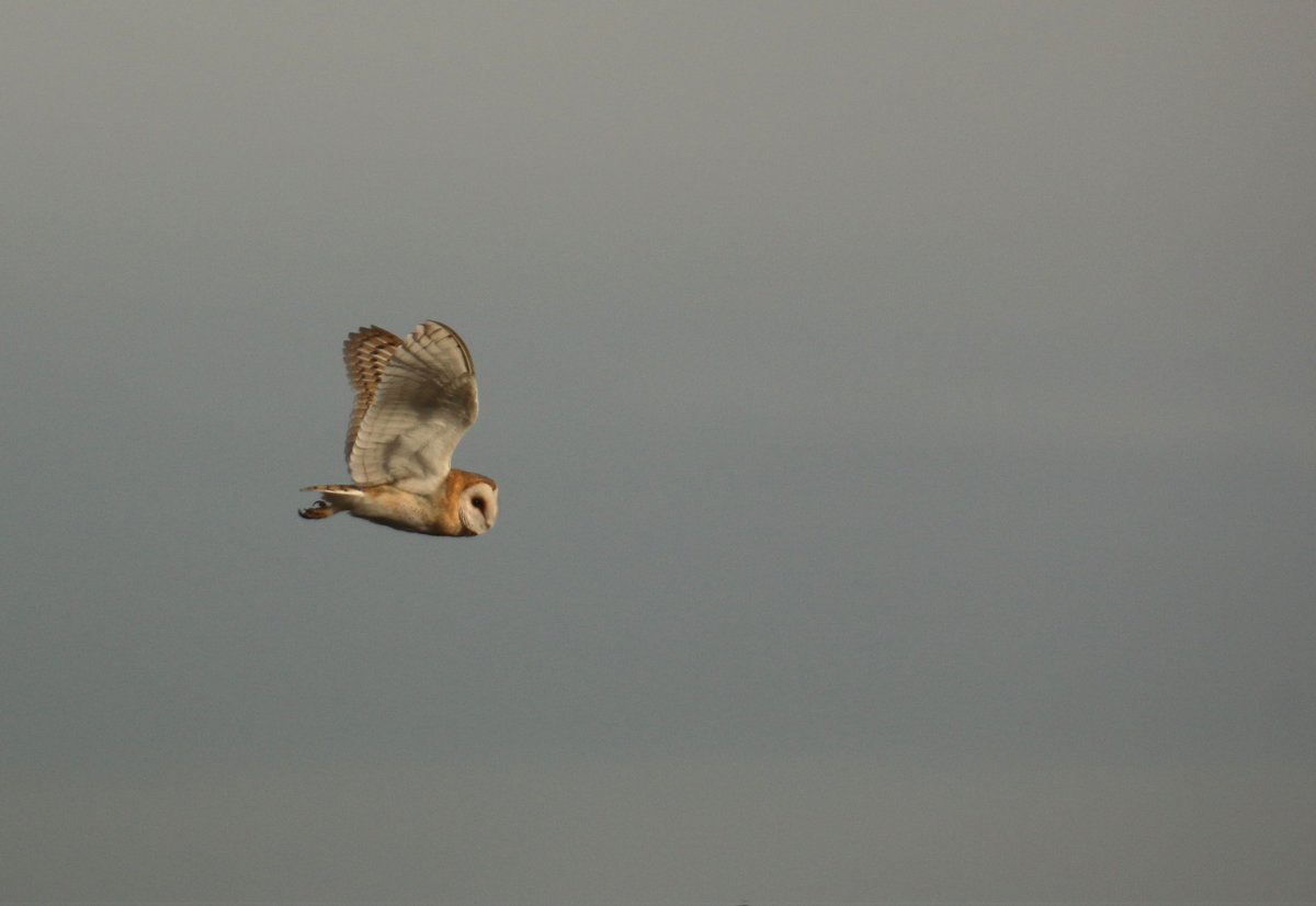 wildlife nick tweet media