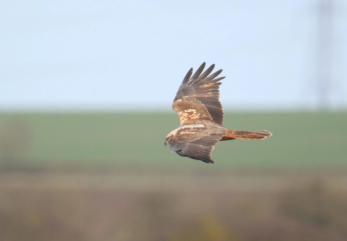 wildlife nick tweet media