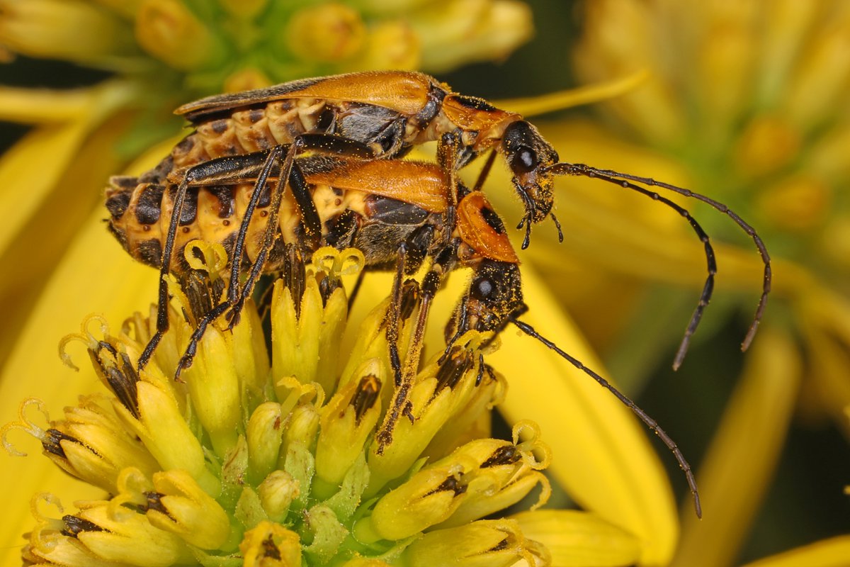 Colonial Soil and Water Conservation District tweet media