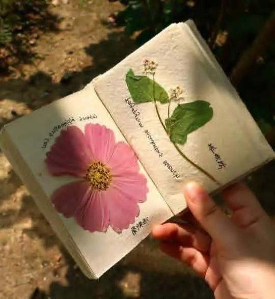 worldclick56's tweet image. book pressed flowers 🌸