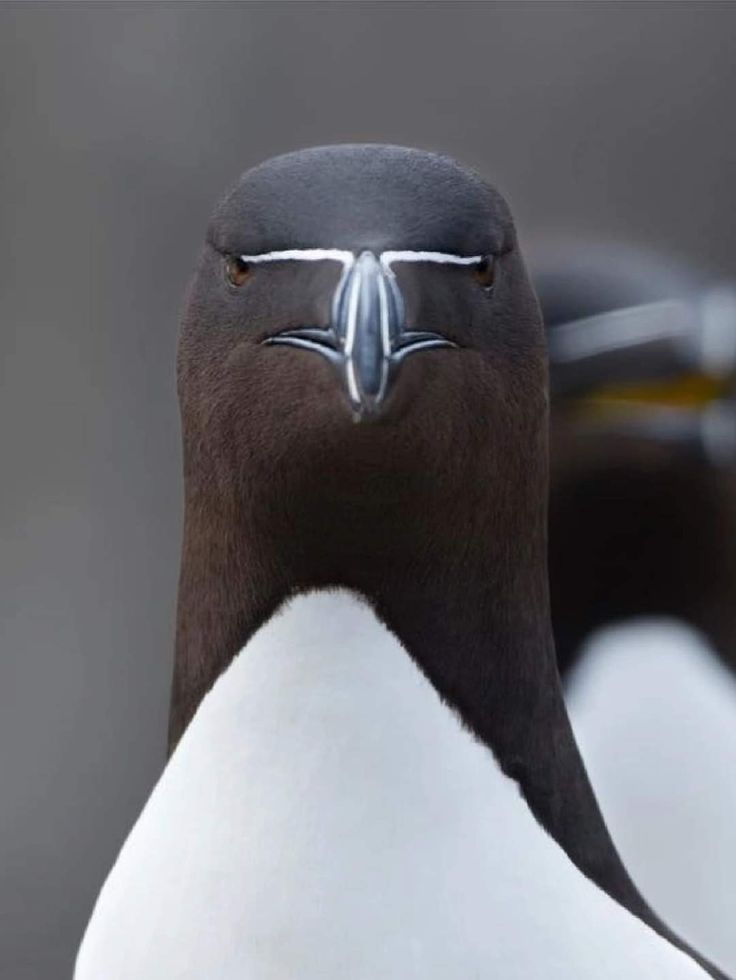 Grachidex's tweet image. When God created this bird, he was very inspired!