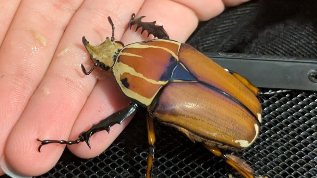 rio 🪲 bug oomf tweet media