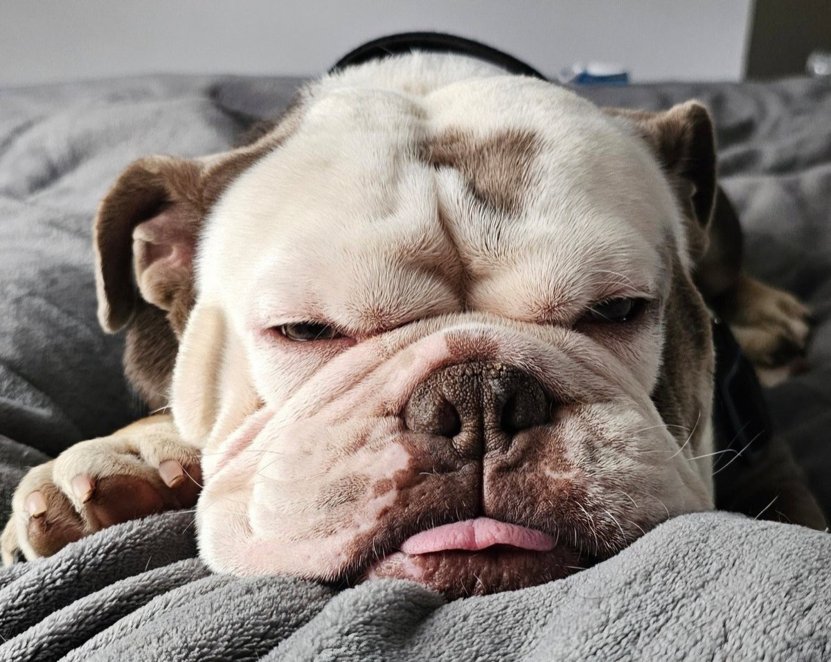 Joe Corr tweet media