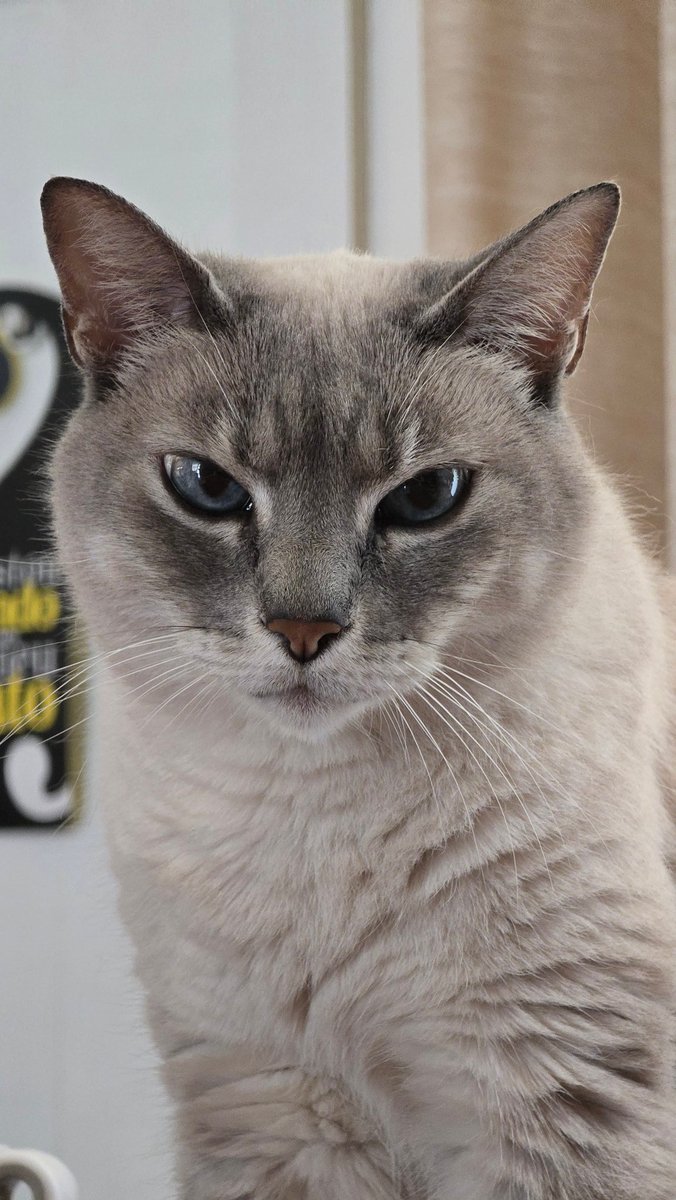 Feliz Dia Mundial do Gato pra quem já foi ameaçado por um olhar felino silencioso.