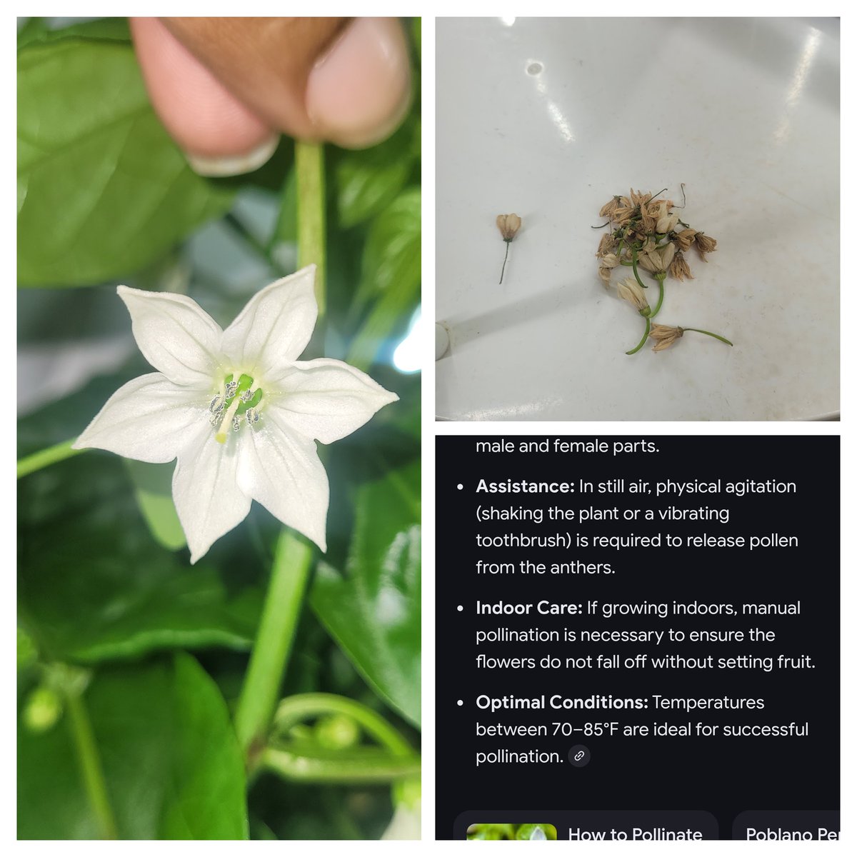 Mrs. Lanier tweet media