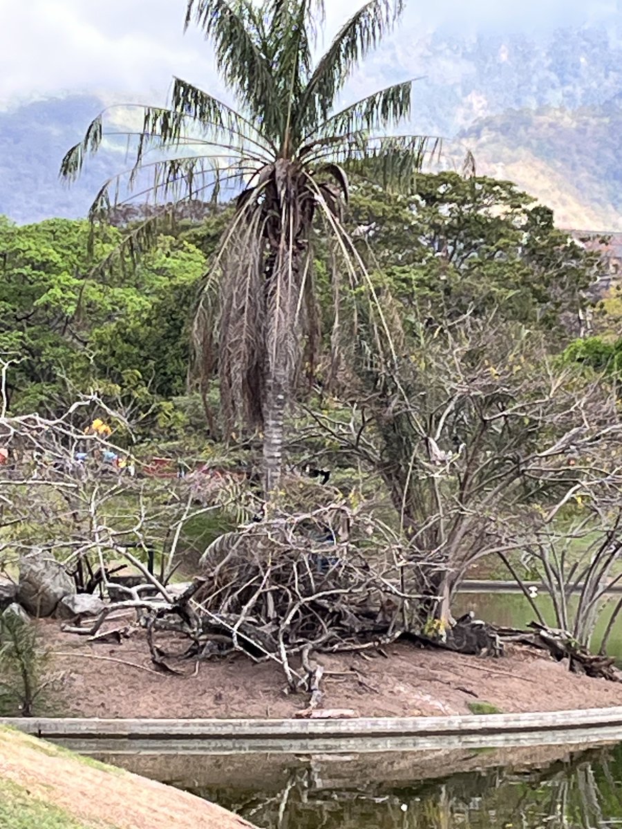 Maria Gabriela Escovar tweet media