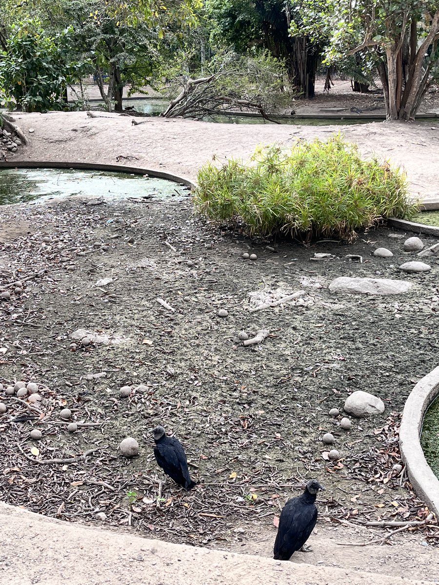 Maria Gabriela Escovar tweet media