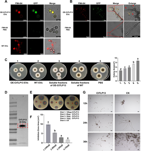 Steve Marek tweet media
