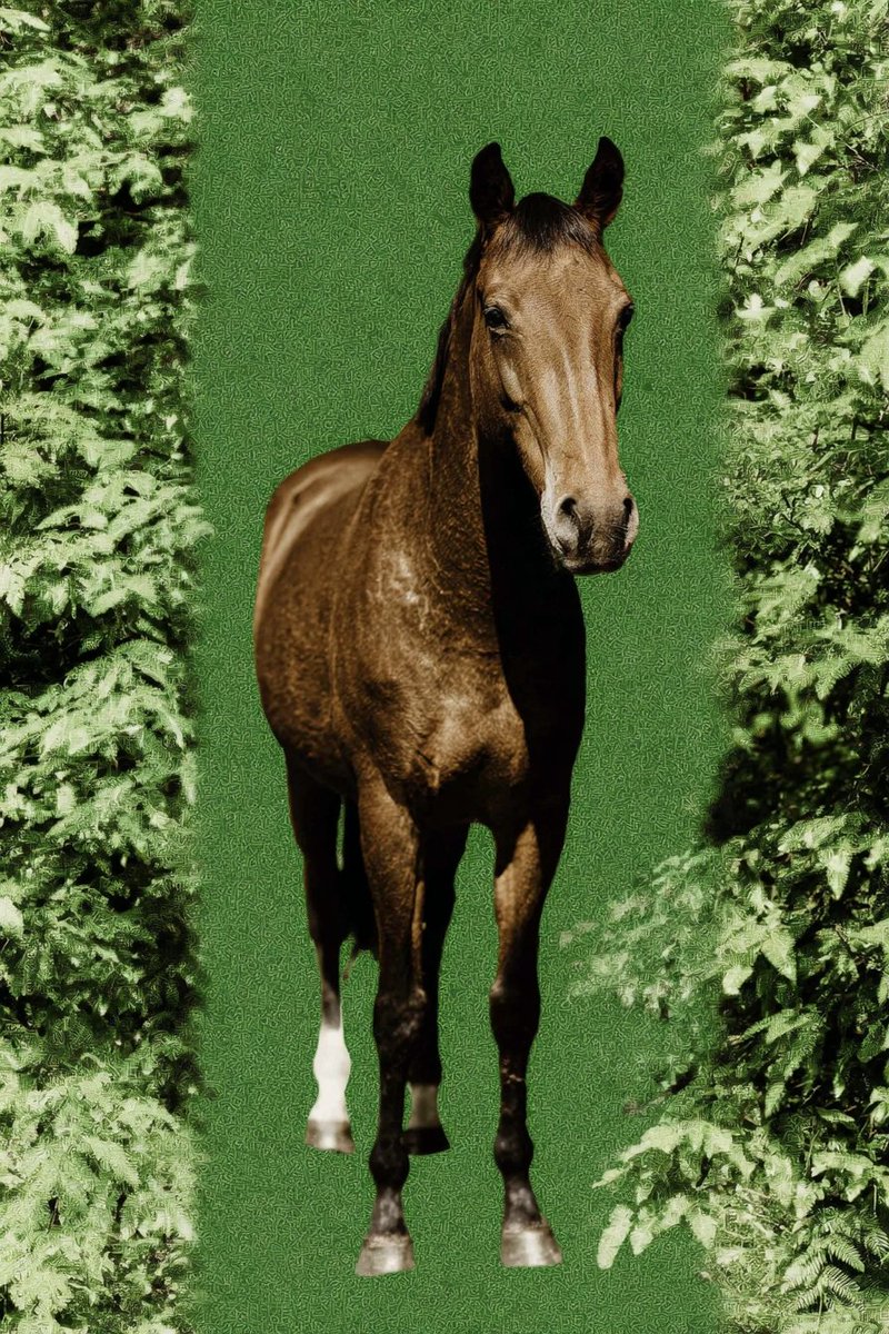 The Year of the Horse 🐎