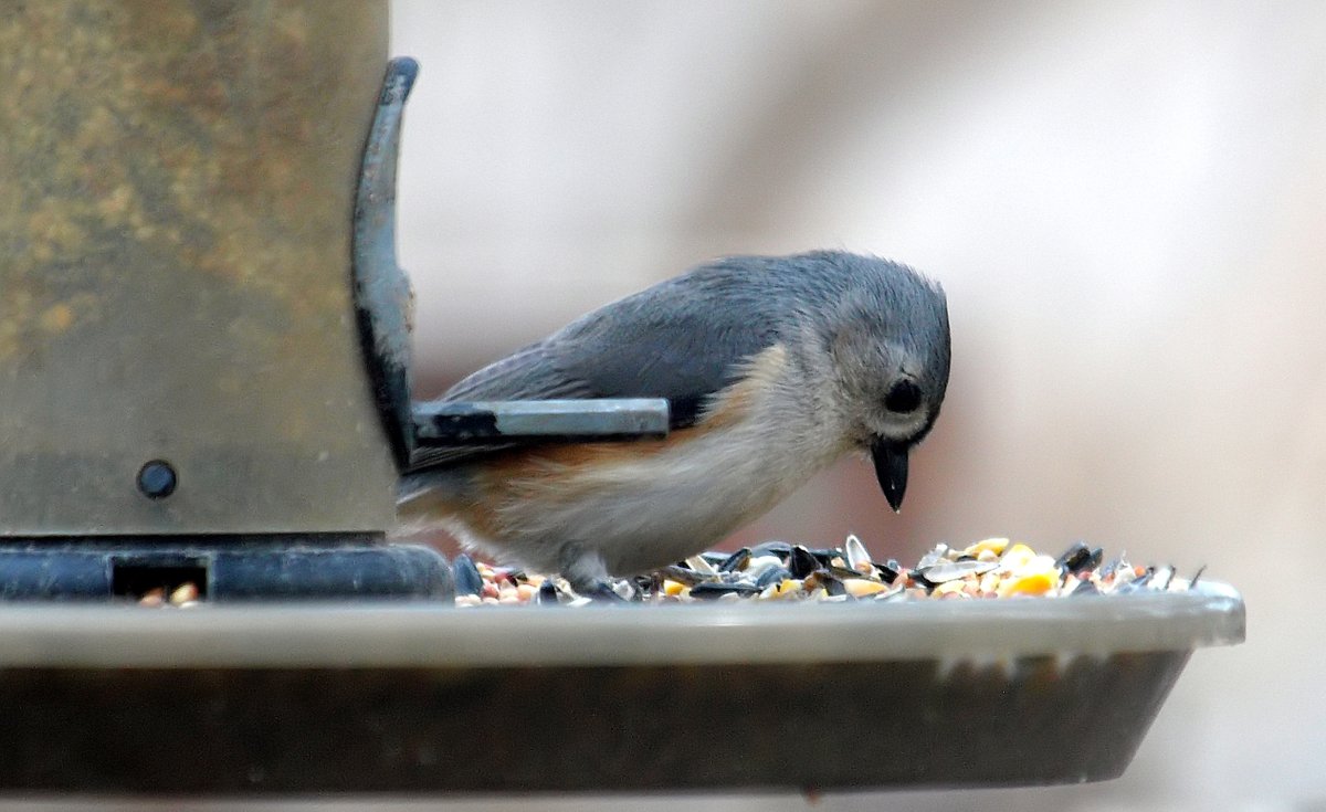 kala61857's tweet photo. Seed Selection Is Serious Business
Decisions, decisions, which one do I want?
Tufted Titmouse (Baeolophus bicolor)
Garland, Texas
https://t.co/PzfK5cQNA6
#backyardbirding #OutsideMyWindow #TuftedTitmouse https://t.co/NPro9XkTTa