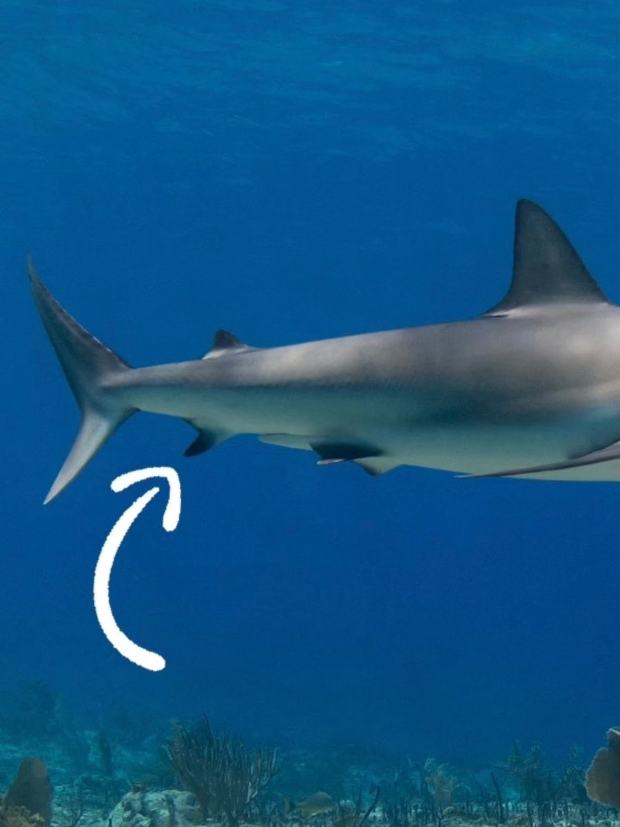 Saving the Blue tweet media