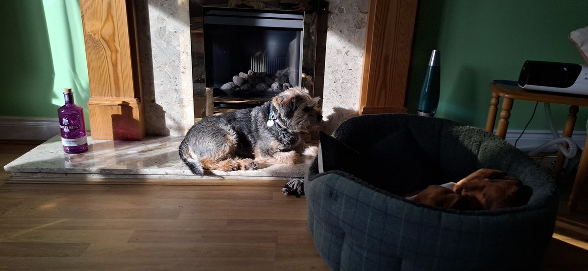 mulberrybt's tweet photo. Found some sun, just need the fire lit. #btposse #workingfur https://t.co/2EZ2sVSvbp