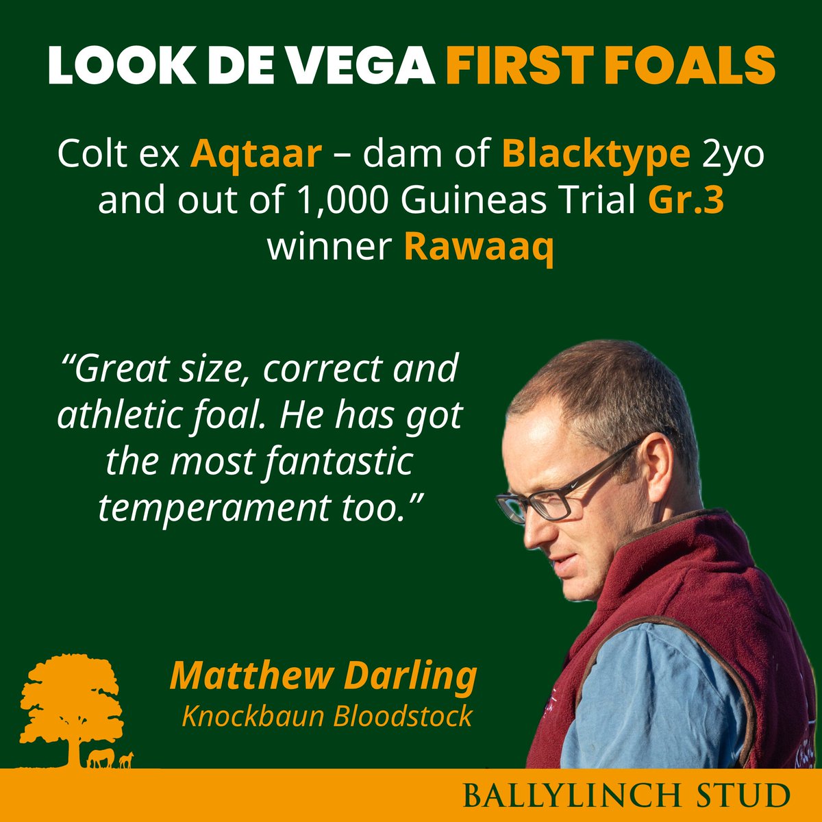 BallylinchStud tweet media