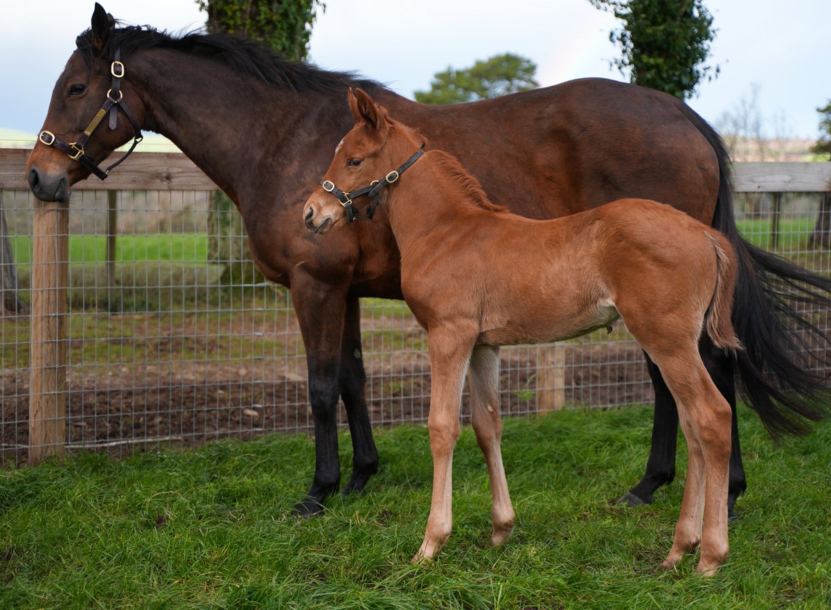 BallylinchStud tweet media