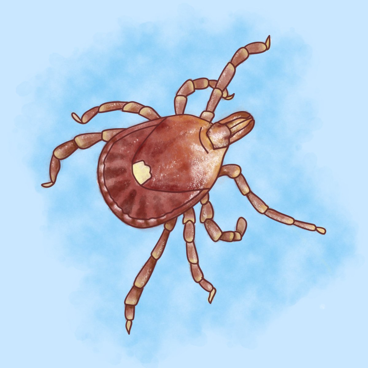 The best immunologists on Earth don't have PhDs. They're parasites.

Today's spotlight 🧵(and big inspo for <a href="/dittobio/">Ditto Bio</a> ): Ticks!

And if you like this, stay tuned because we will be sharing cool parasite facts each week #TickTalk 🕷️