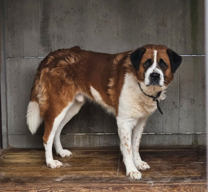 To jest pies...bezimienny💔Jego nr ewid.2352/25.
Od 26.07.25 jest w schronisku w Rybowie‼️
Nie pokazany na str. schroniska,bo wg informacji z  gminy przejawia agresję do osób postronnych i pracowników schroniska‼️Może ktoś go szuka⁉️
Schronisko w Rybowie
☎️573-221-484