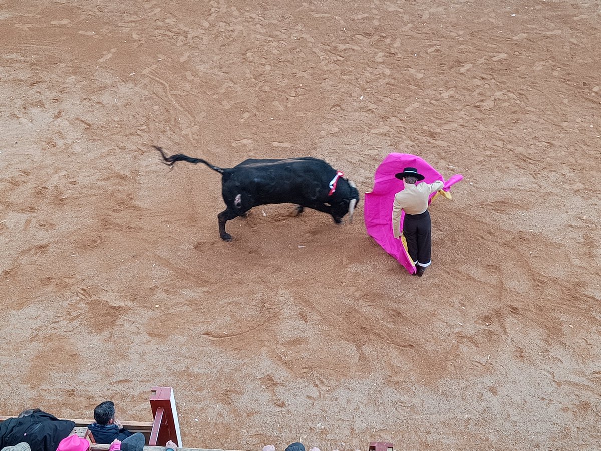 carnavaldeltoro's tweet photo. Festival Martes de Carnaval
Ganadería: J. Manuel Criado (uno de vuelta)
Lleno en los #Tablaos
M.A. Perera: 2 orejas
Borja Jimenez: oreja
M. Diosleguarde: 2 orejas
Clovis Germain: palmas https://t.co/n4vzZHE7ne