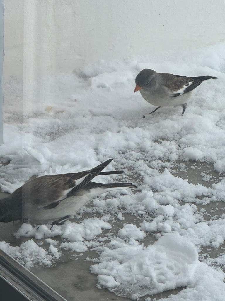 Karen wilkinson tweet media