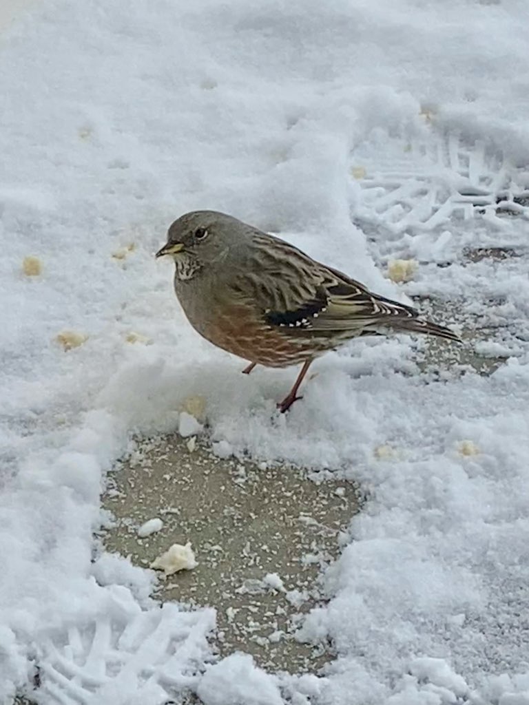 Karen wilkinson tweet media