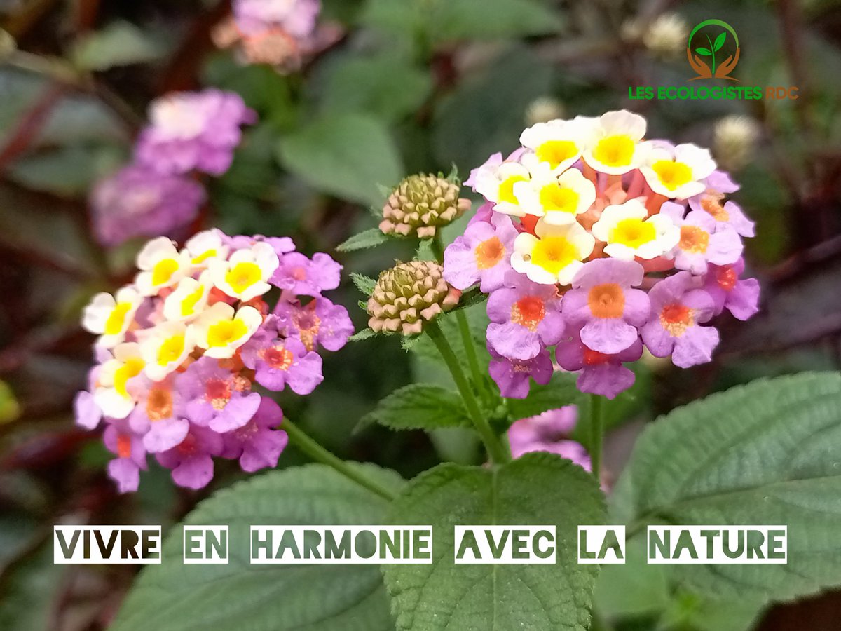 Notre #environnement, notre #vie #RDC #nature #ecologistes