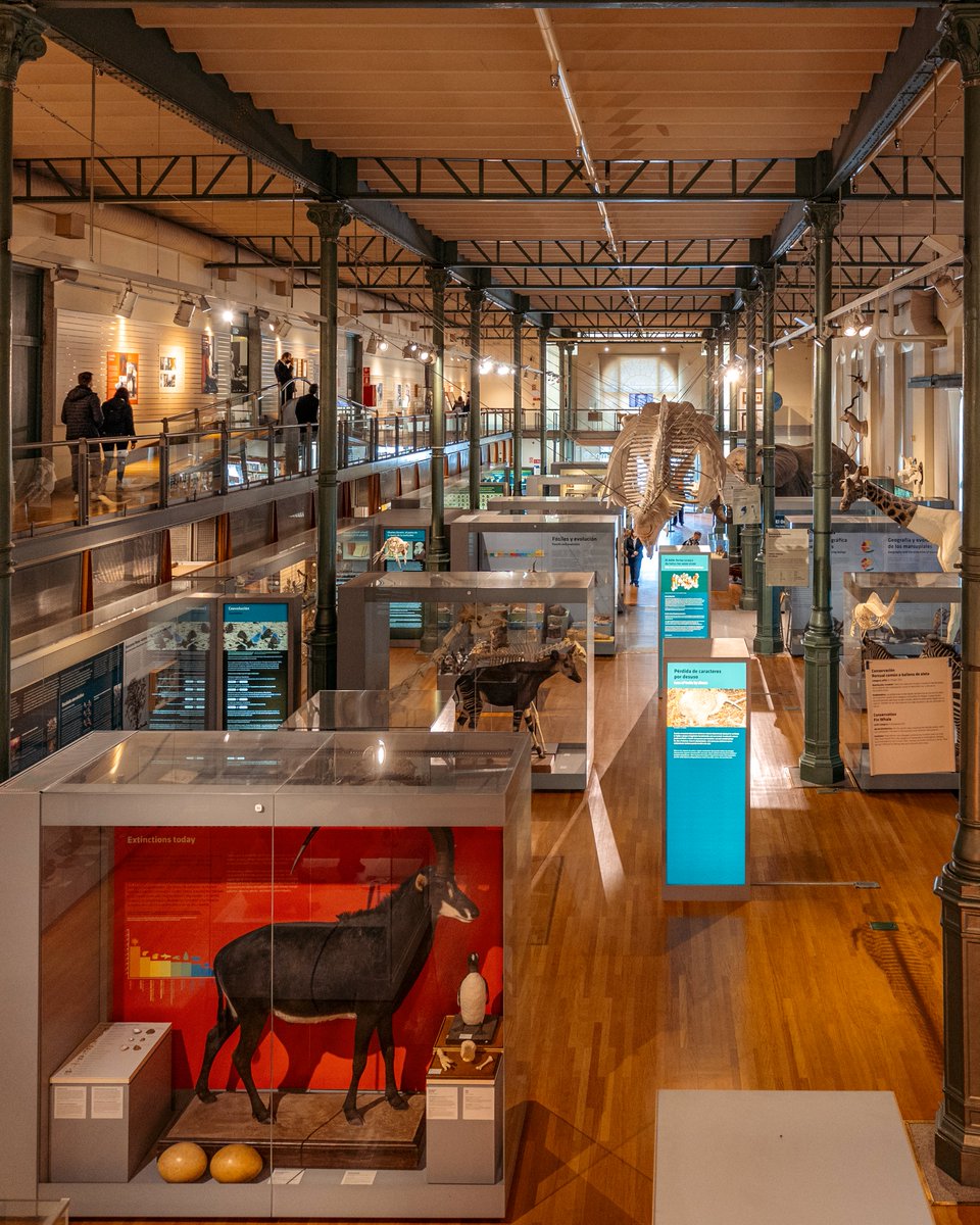 Visita_Madrid's tweet image. Un plan que mezcla ciencia, naturaleza y patrimonio. El Museo Nacional de Ciencias Naturales acerca la diversidad del planeta a través de colecciones pensadas para entender, cuidar y valorar el medio ambiente.

#Madrid #VisitMadrid #Museos #Spain