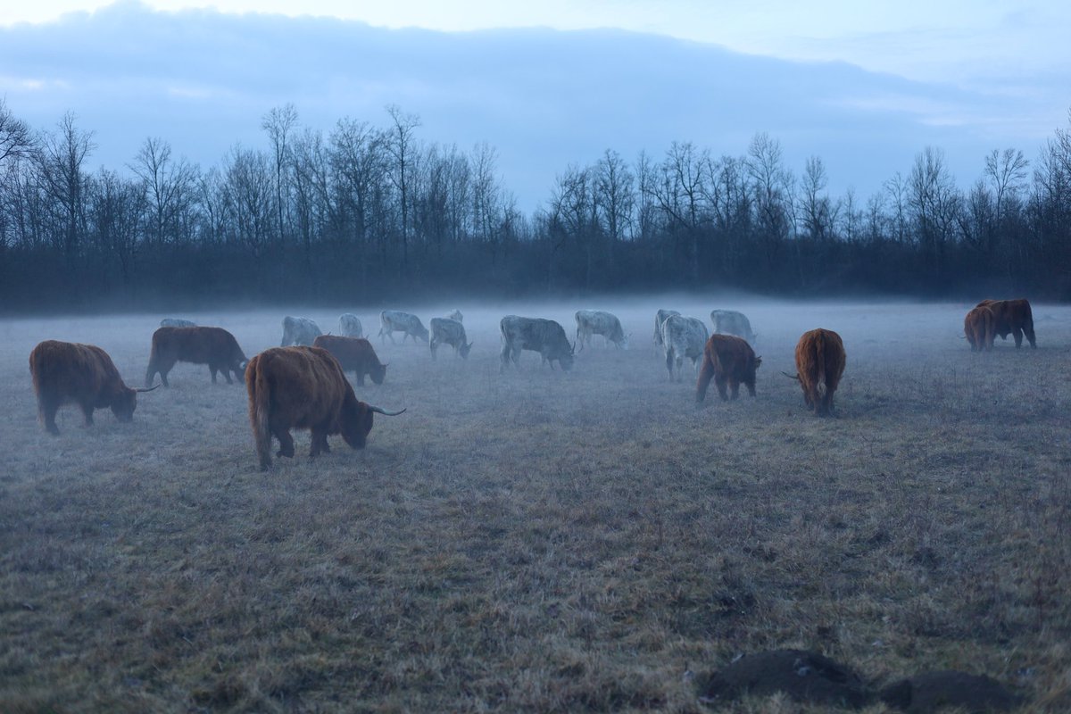 King of the Marsh tweet media