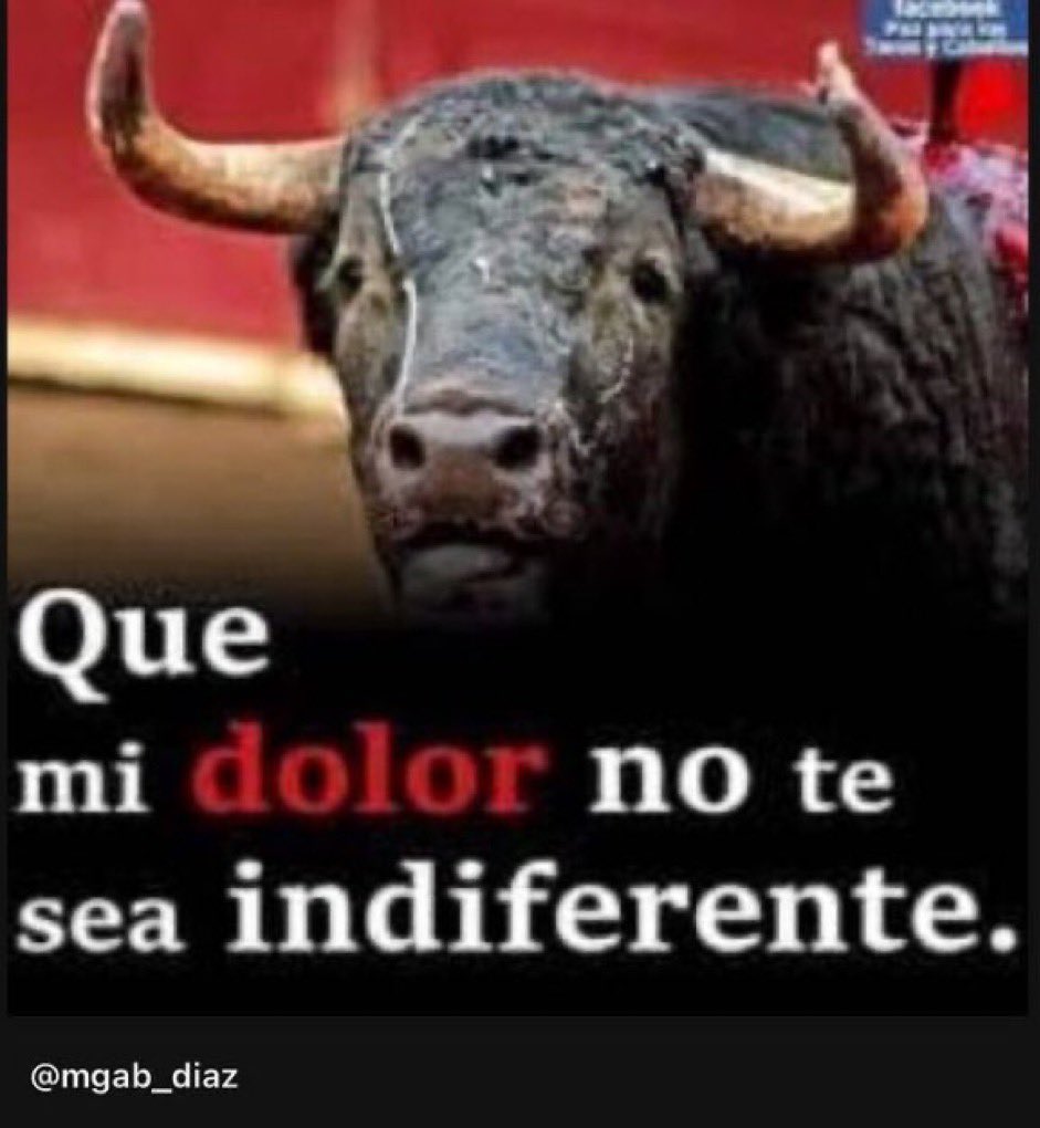 raulrivas05_1's tweet image. Hoy concluye la llamada  #FeriaDelSol. Veinticuatro toros torturados con sadismo hasta causarle la muerte. Es igual lanzar a un pequeño gato a un lago que torturar a esos toros hasta acabar con sus vidas. 

No más corridas de toros.