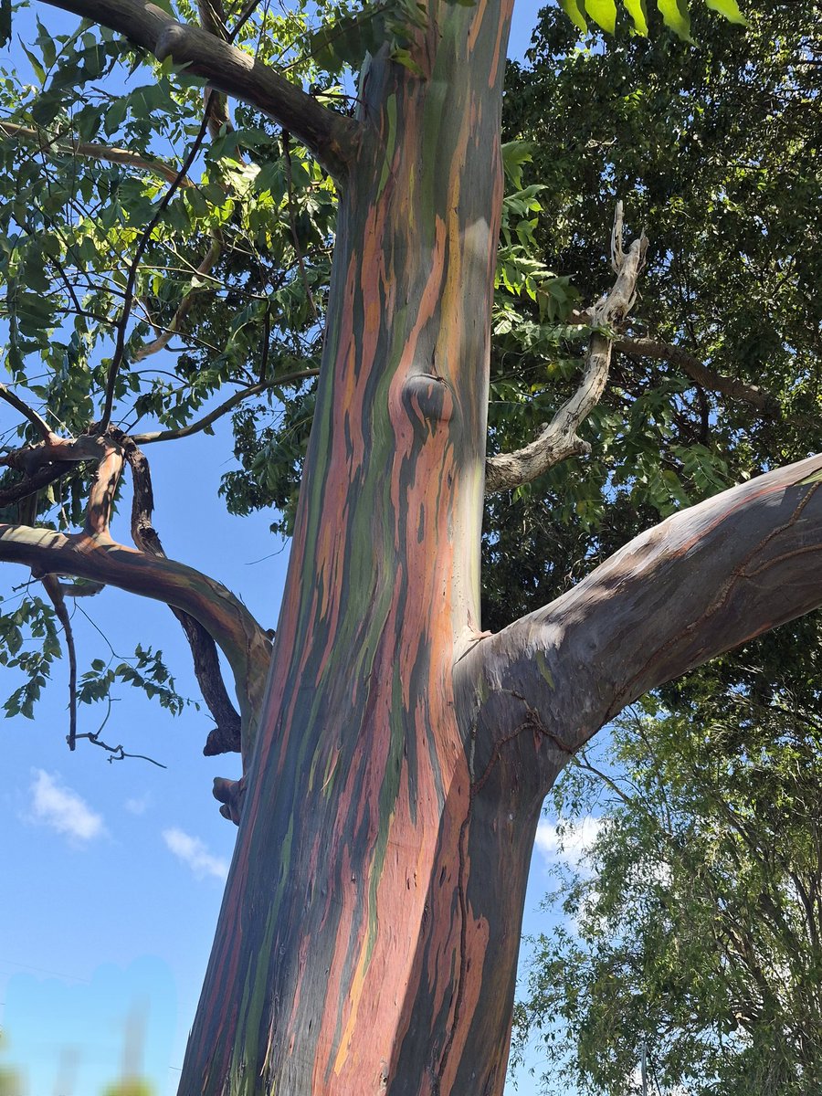 crow🌱 tweet media