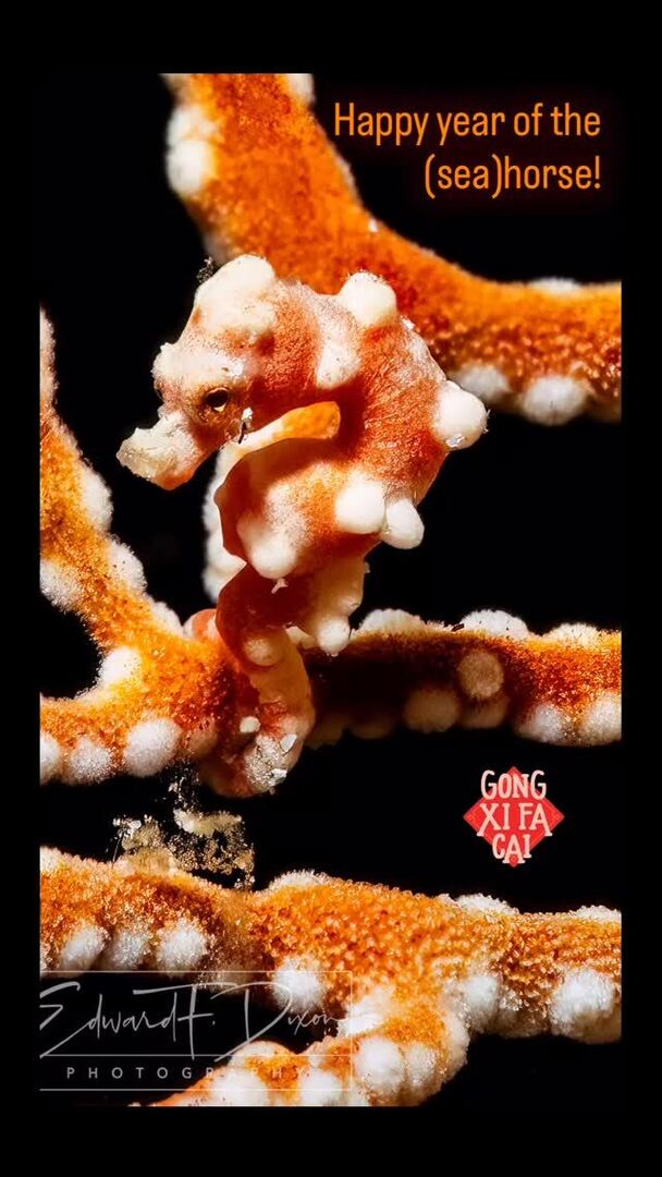 Happy CNY! #hippocampusbargibanti @divingromblon @scubadventurer #nikonz7ii #krakensports #isotta_housings #backscattermf2 instagr.am/p/DU3hr9kjqAB/
