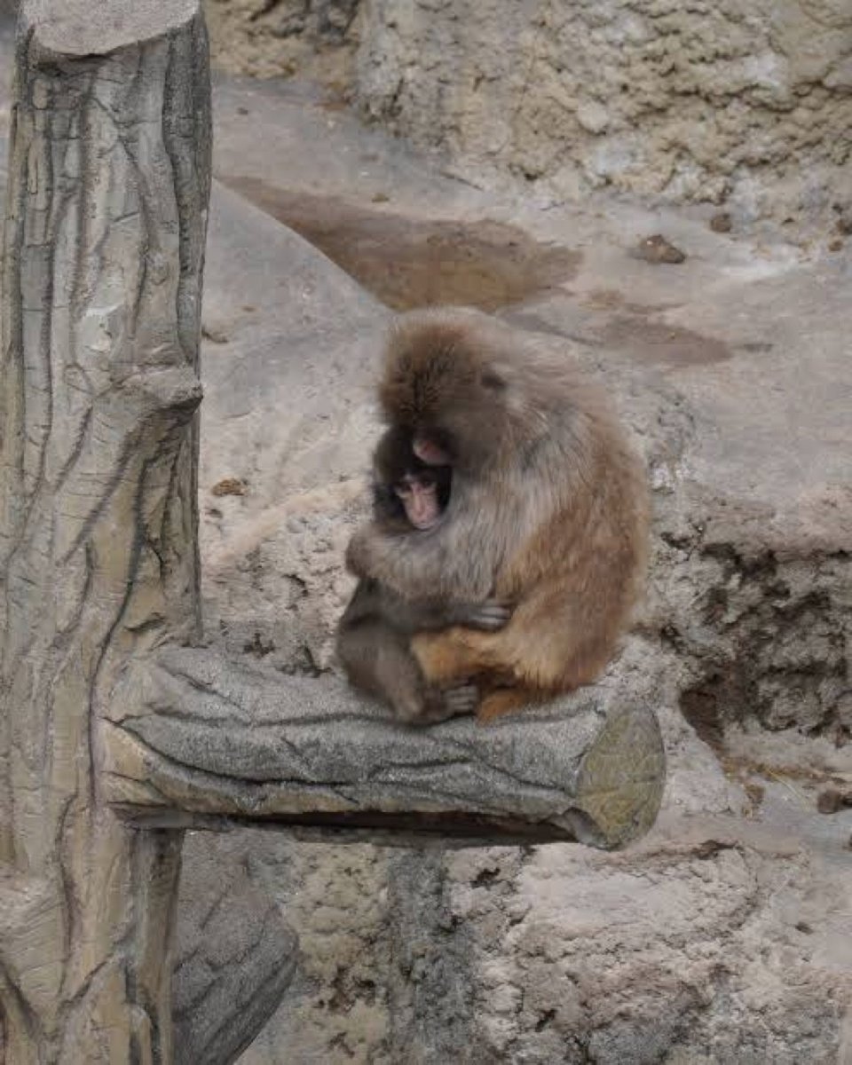 ユリン tweet media