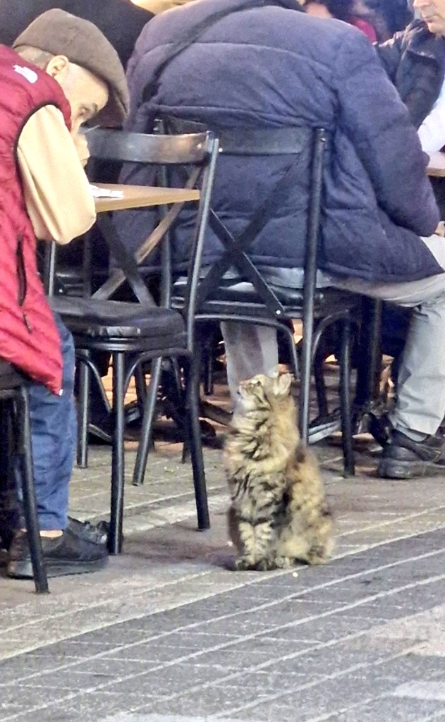 Bugün günlerden dünya iyi insanlar ve kediler günü.