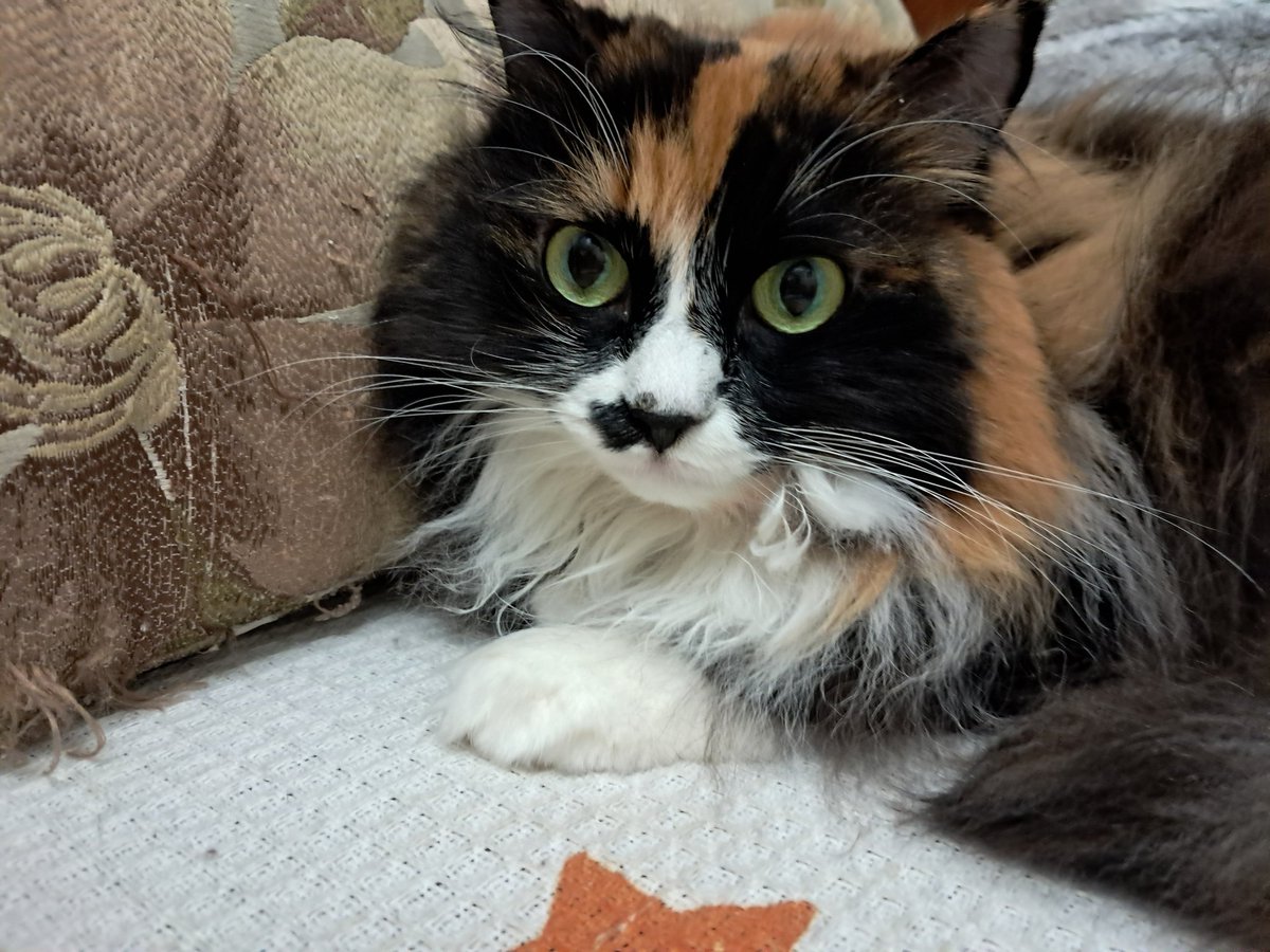 Доброго вечора, друзі! Знов були вибухи, вибігали у коридор. Вітаю увесь твітур з міжнародним днем Коте! На цьому тижні символом стійкості став Кіт <a href="/Musyachlopczik/">Мусь Танюхович РізноманітноУхуїваючий</a> разом з самим паном Мусем! Усім двоногим і  😽здоров'я,  особливо  нашим котикам ЗСУ! Обіймаємо з Ірискою усіх)