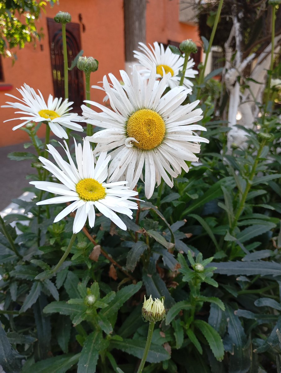 #MartesDeBrotes de <a href="/wonder_m_r/">Armando Maravilla - Wonder</a> , aunque nos tienes a esta comunidad  súper abandonados. 
#Margaritas!!