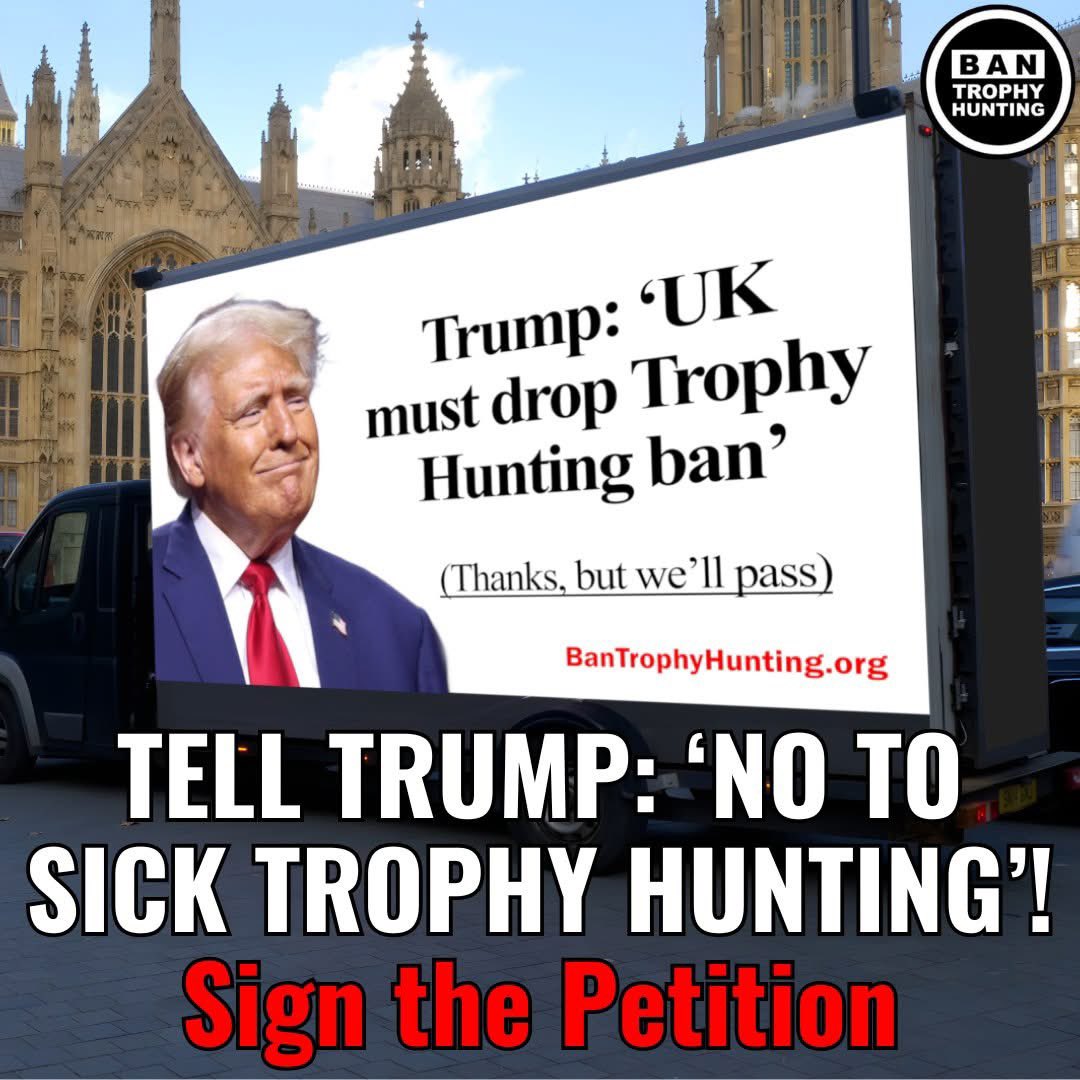 Trump is trying to BULLY Britain into backing off its planned Trophy Hunting Ban.

9/10 people in the UK &amp; virtually EVERY political party want to STOP hunters bringing home sick “souvenirs” from animals they kill for kicks abroad.

🖊️ Sign the petition: actionnetwork.org/petitions/tell…