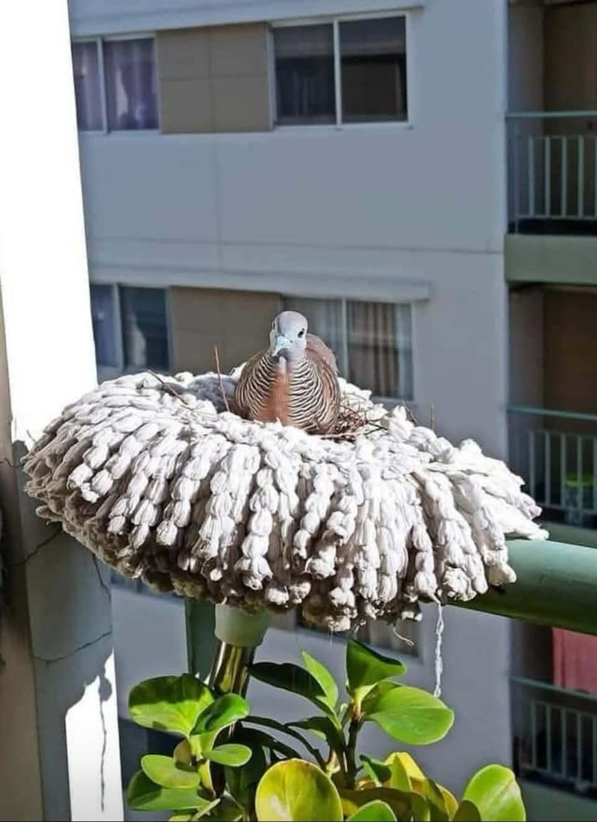 Güneşte kurusun diye balkona konulan vileda’yı işlevsel bir şekilde değerlendiren 🐦 arkadaş 🤎
