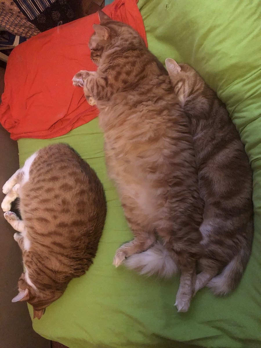 Gül Önen tweet media