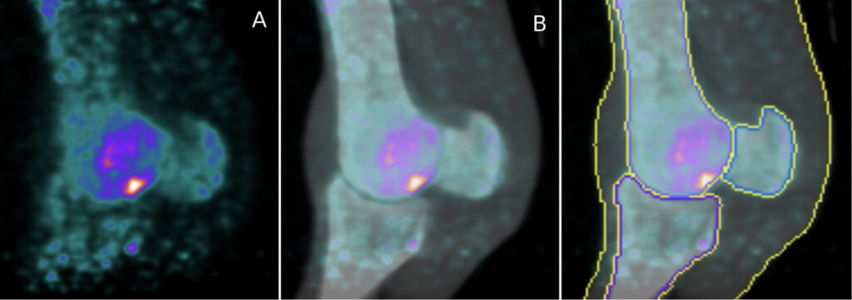 Equine PET Scan tweet media