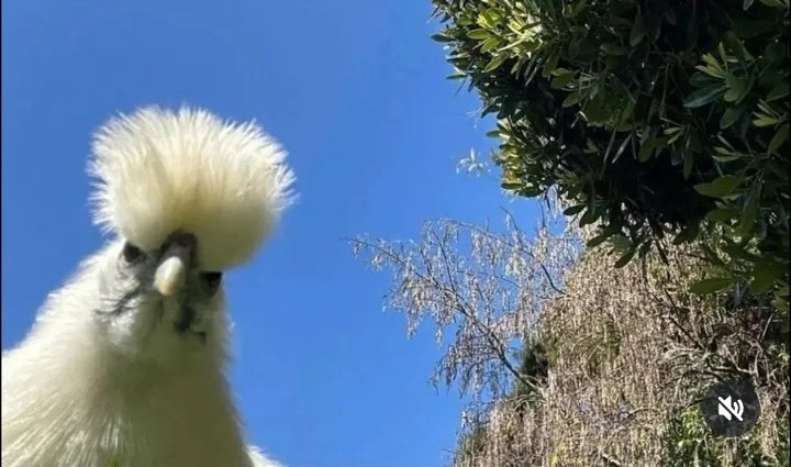 Cada decisión que tomaste en tu vida te llevo a que en este momento estés viendo esta foto de una gallina sedosa del Japón en la cuenta de un idiota.